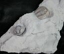 Flexicalymene Trilobites From Mt Orab #9212-1